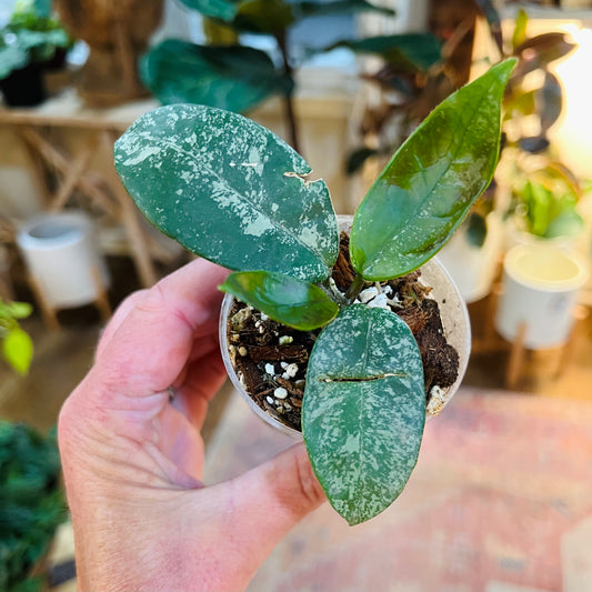 Hoya 'Bonni'