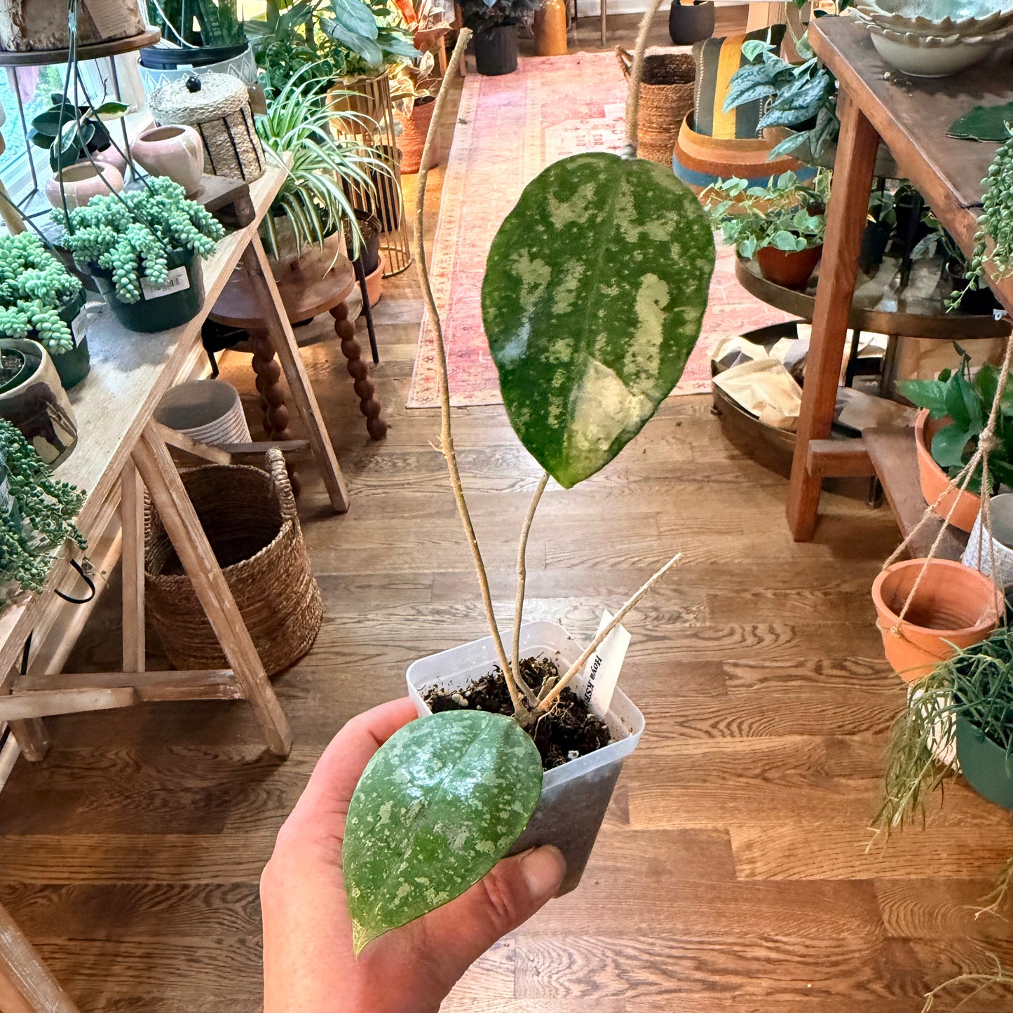 Hoya 'Verticillata Silver Heart Splash'