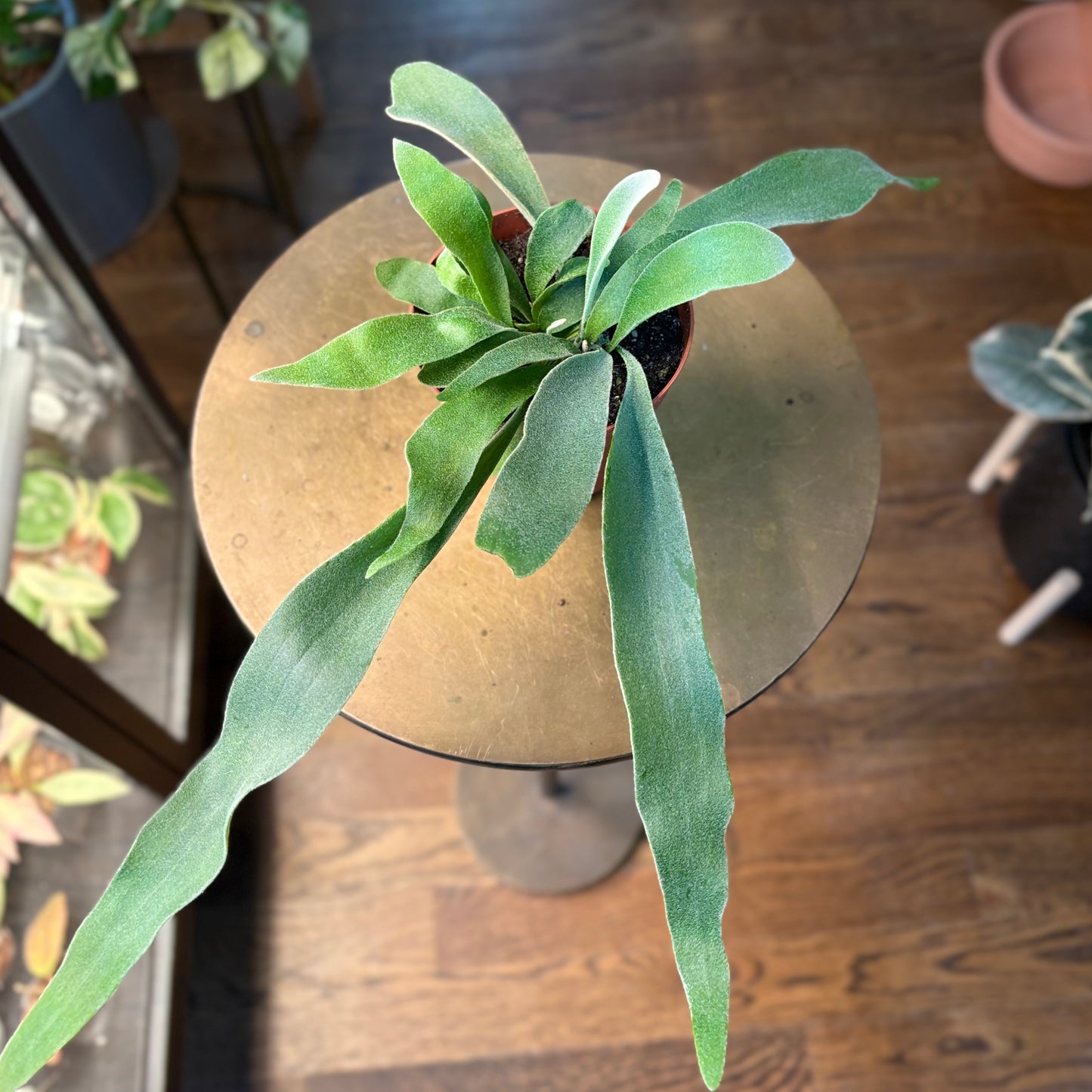 Fern staghorn silver