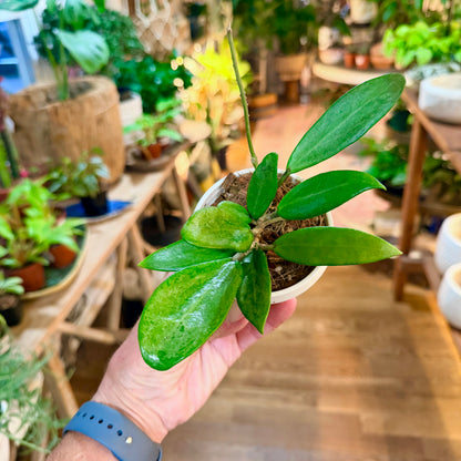 Hoya Silver Lady