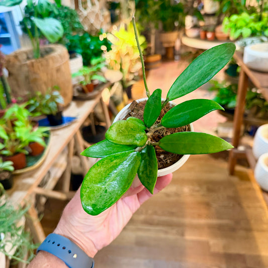 Hoya Silver Lady