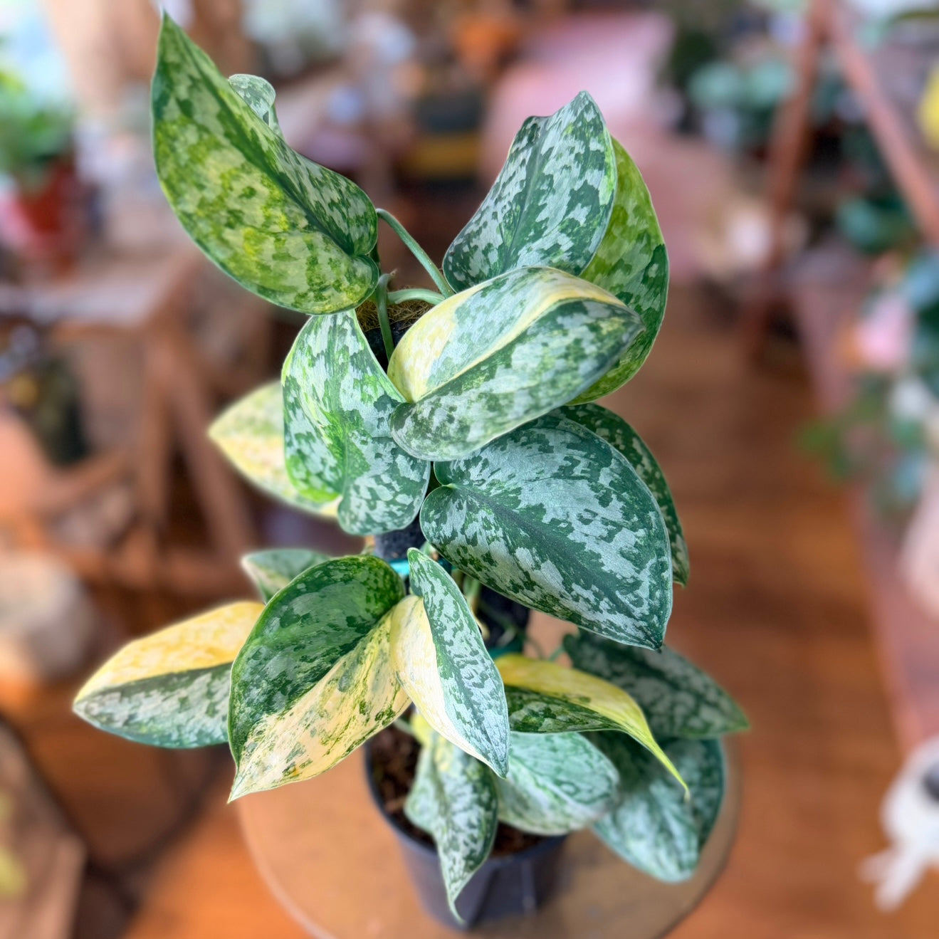 Scindapsus 'Geulis' w/Pole