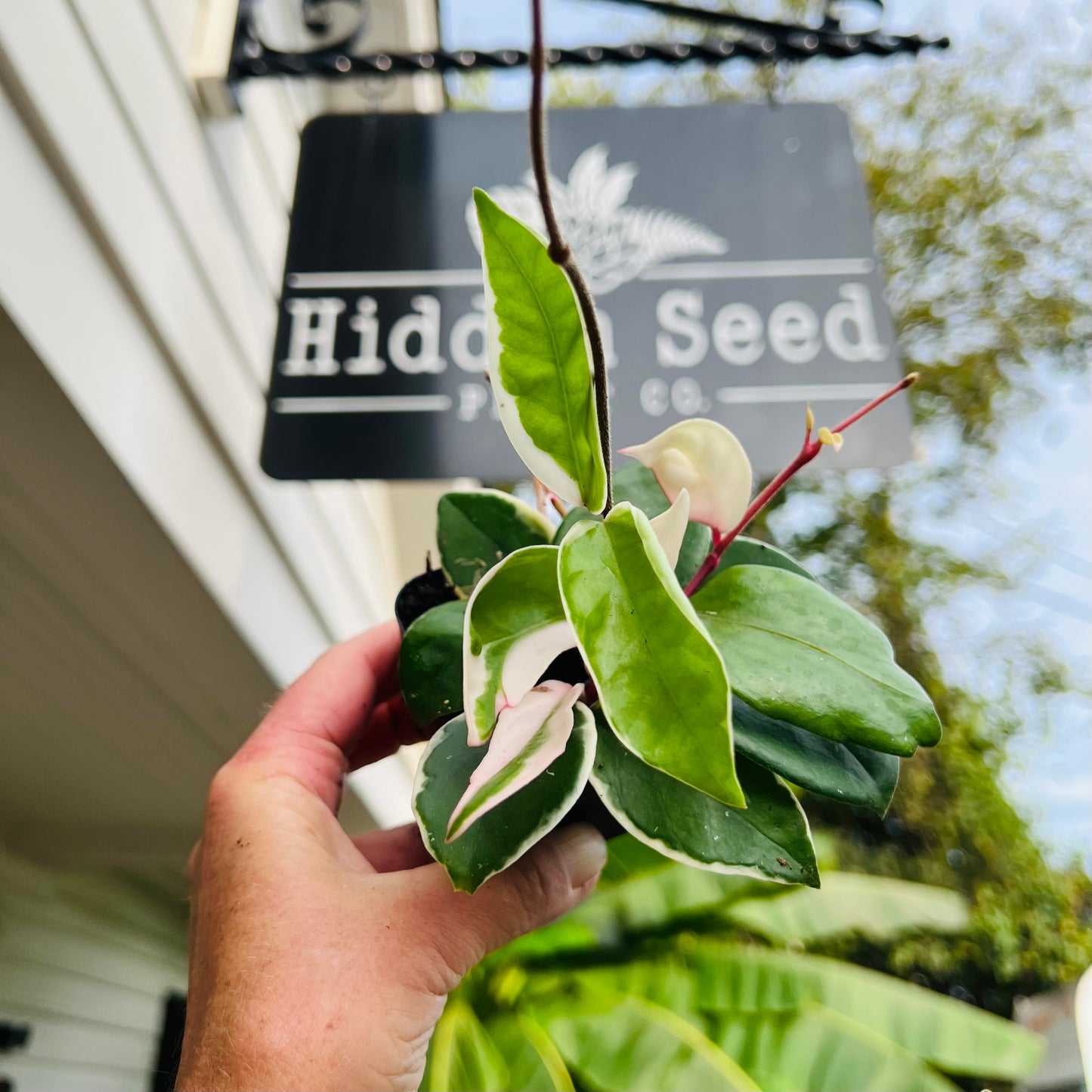 Hoya Krimson Queen