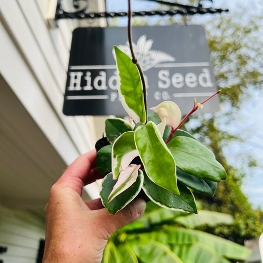 Hoya Krimson Queen