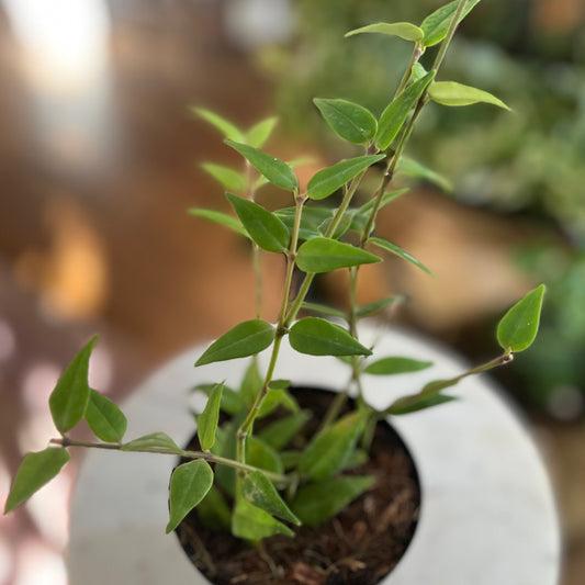 Hoya 'Bella'