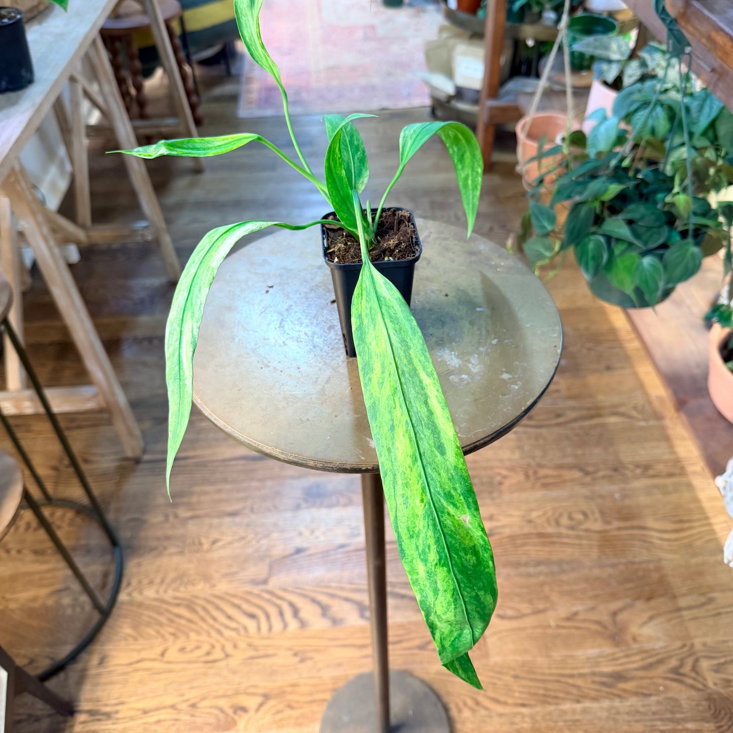 Anthurium vittarifolium variegated