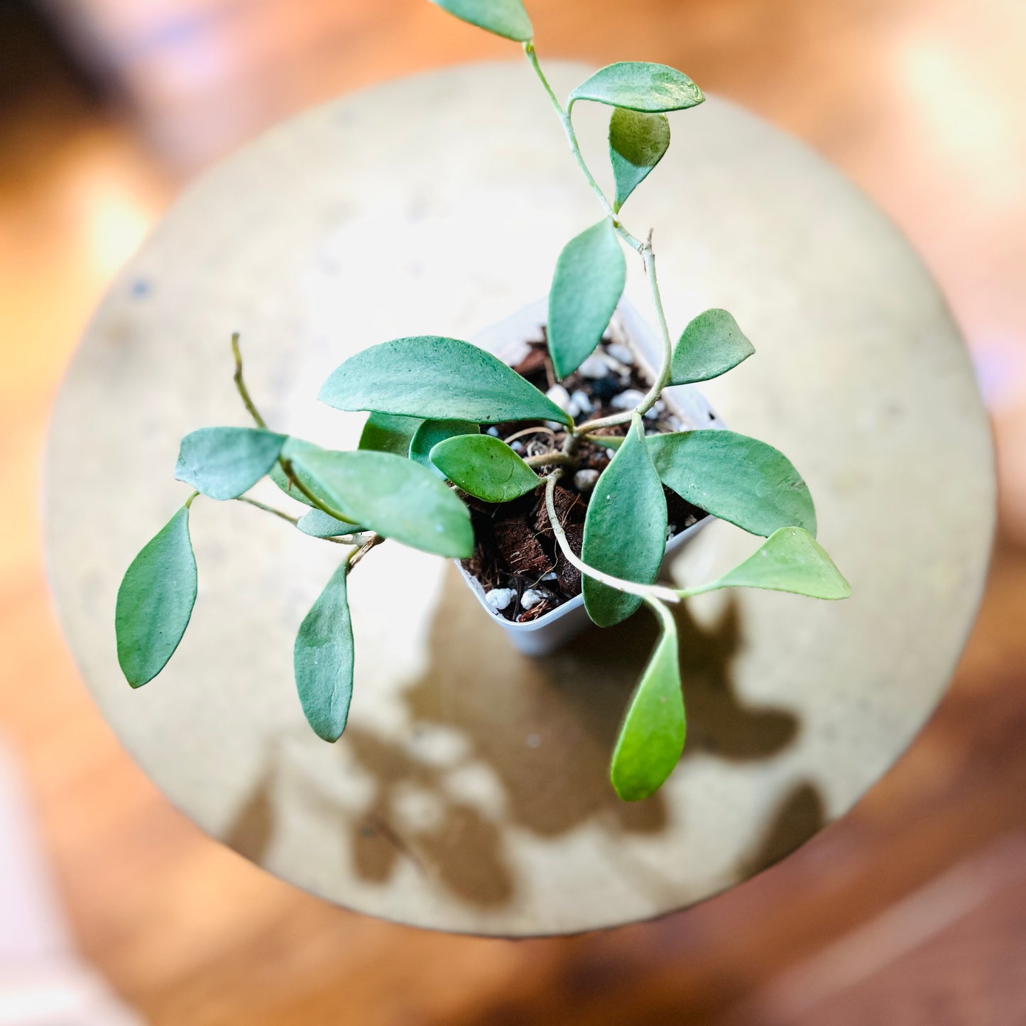 Hoya nummularioides silver