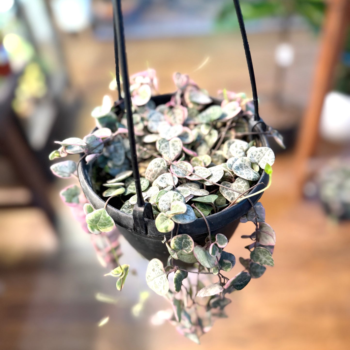 String of Hearts   Variegated (Ceropgeia Woodii)