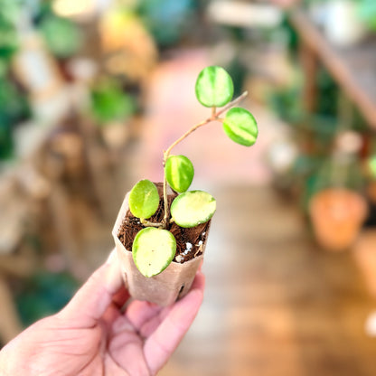 Hoya Mathilde inner variegated