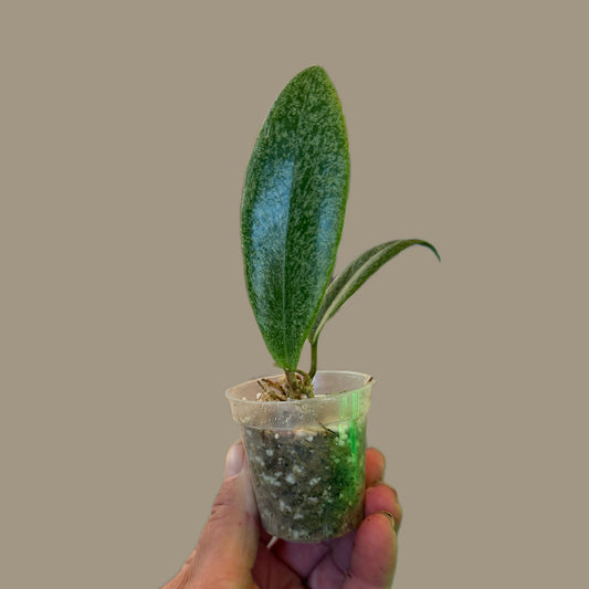 Hoya Jita  Silver