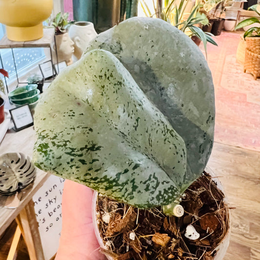 Hoya Chiang Dao Silver