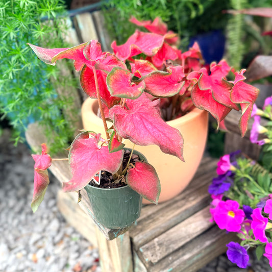Caladium Fairytale Princess