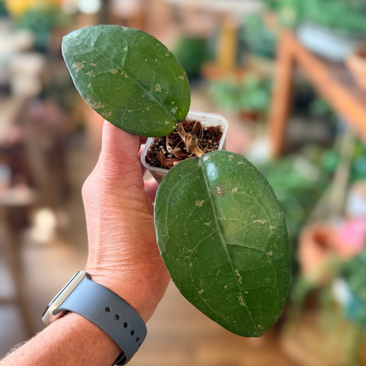 Hoya sp Aceh Bird of Paradise