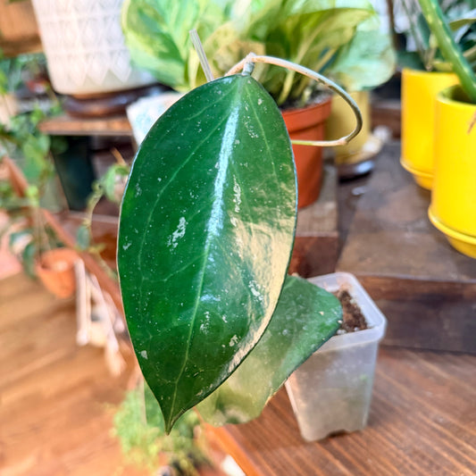 Hoya  sp. KSB  02