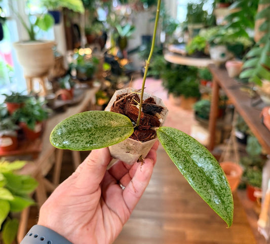 Hoya Jita Silver seed 1