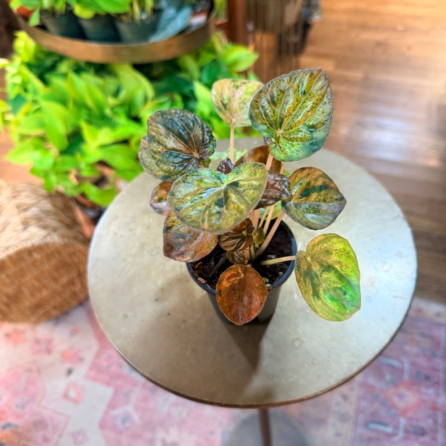 Peperomia 'Carnival' (Rare Find)