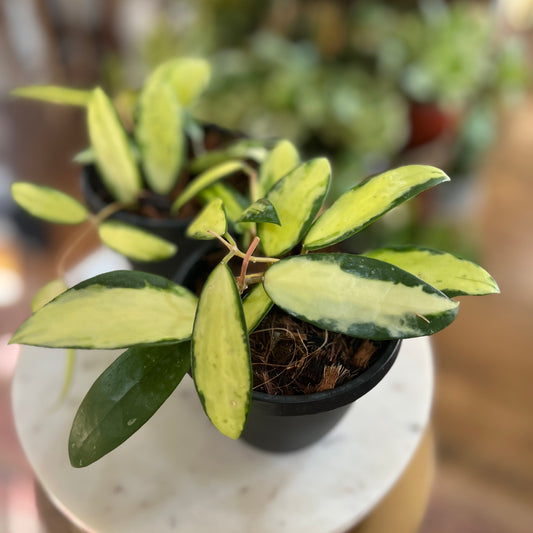 Hoya 'Acuta' (Inner Variegation)