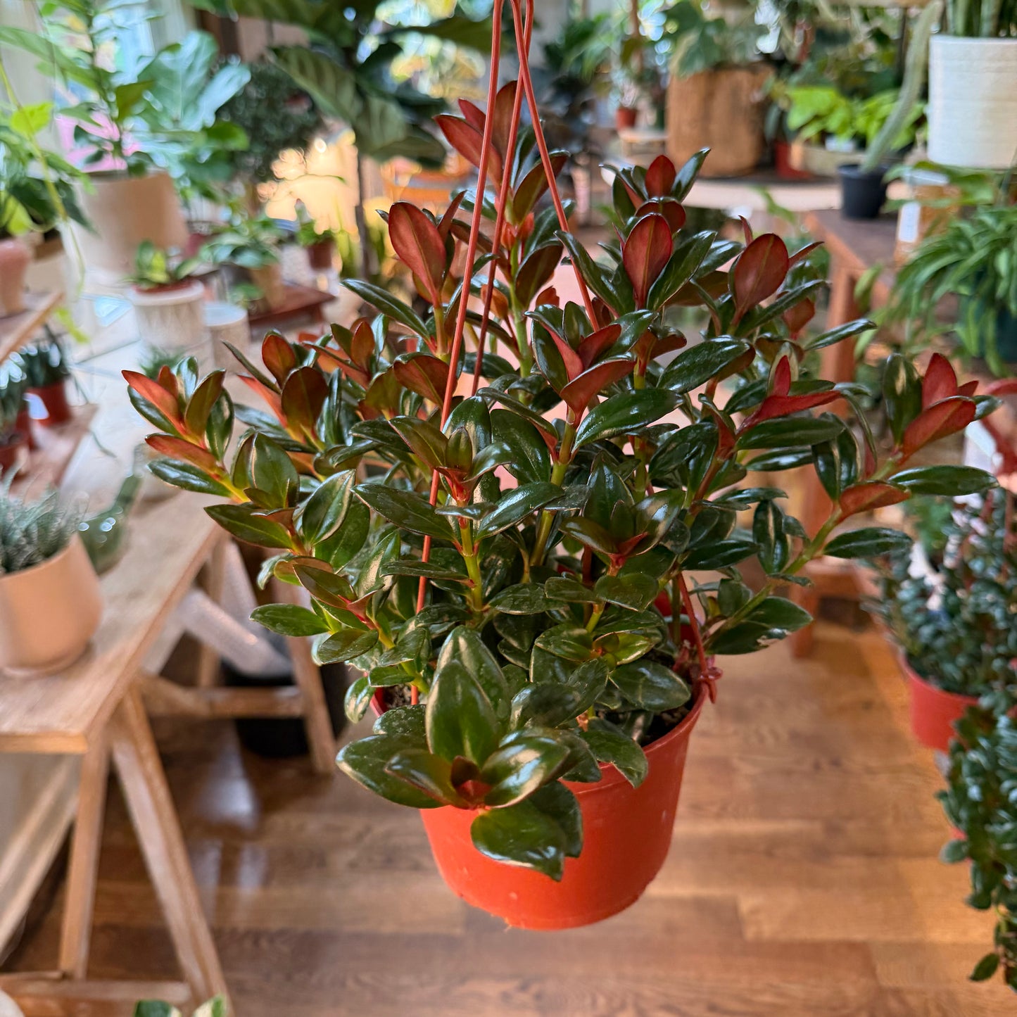 Goldfish Plant