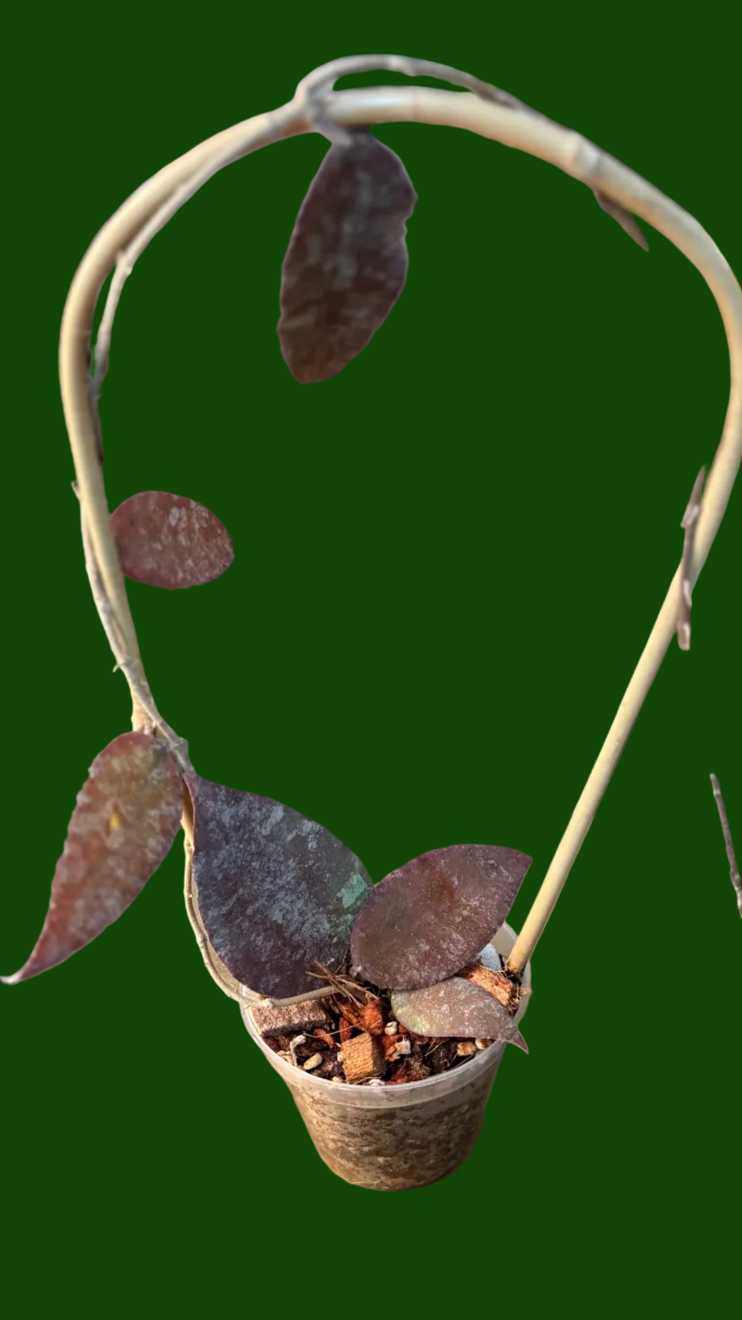 Caudata ‘Silver’ sun stressed