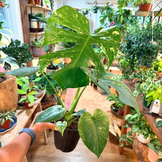 Monstera White Monster