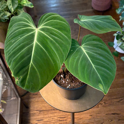Philodendron Gloriosum