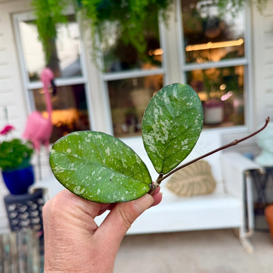 Hoya cuttings