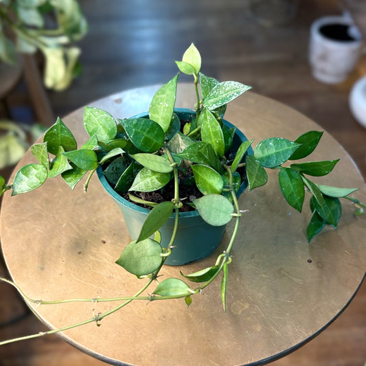 Hoya ‘Krohniana Eskimo’