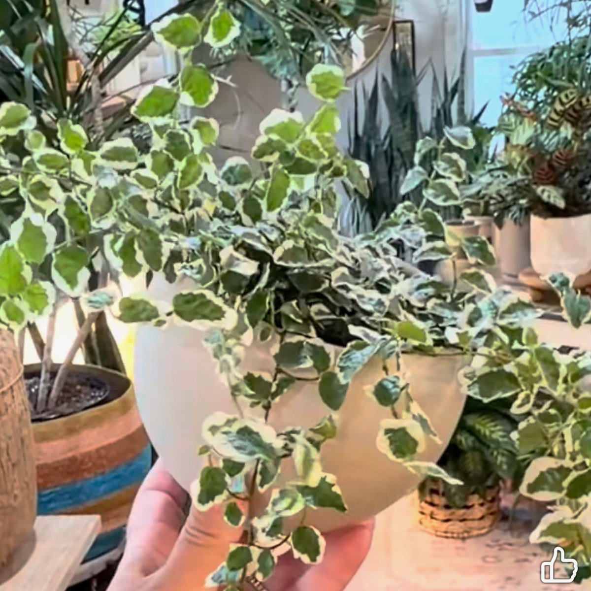 Ficus Repens variegated