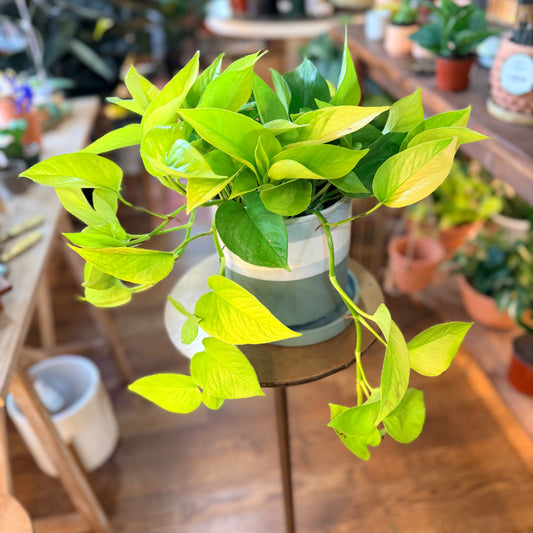 Pothos 'Neon'