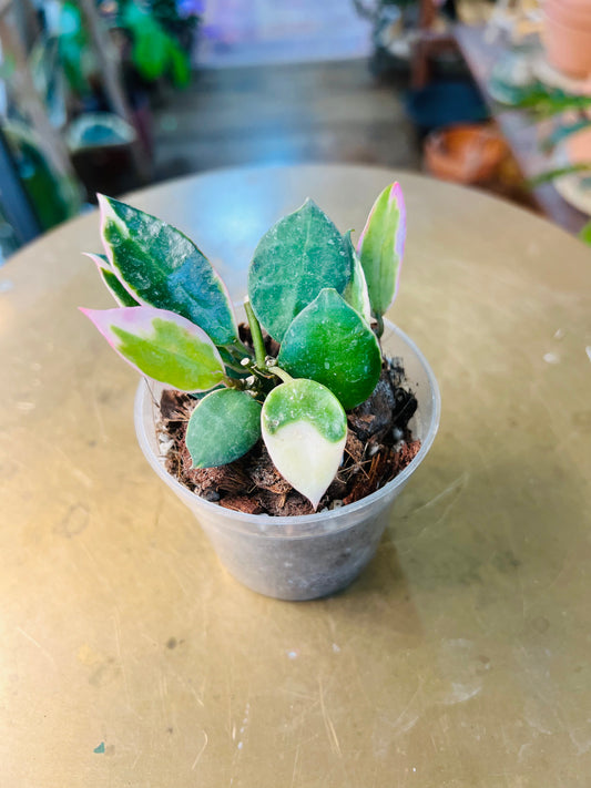 Hoya Lacunosa Asami Var.