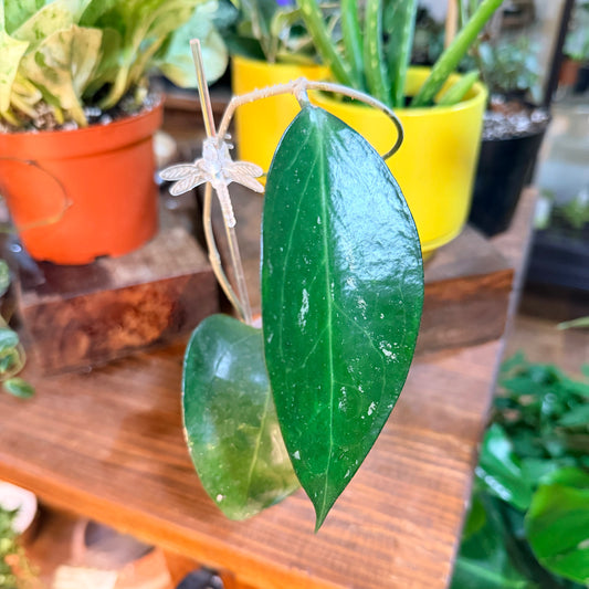 Hoya  sp. KSB  02