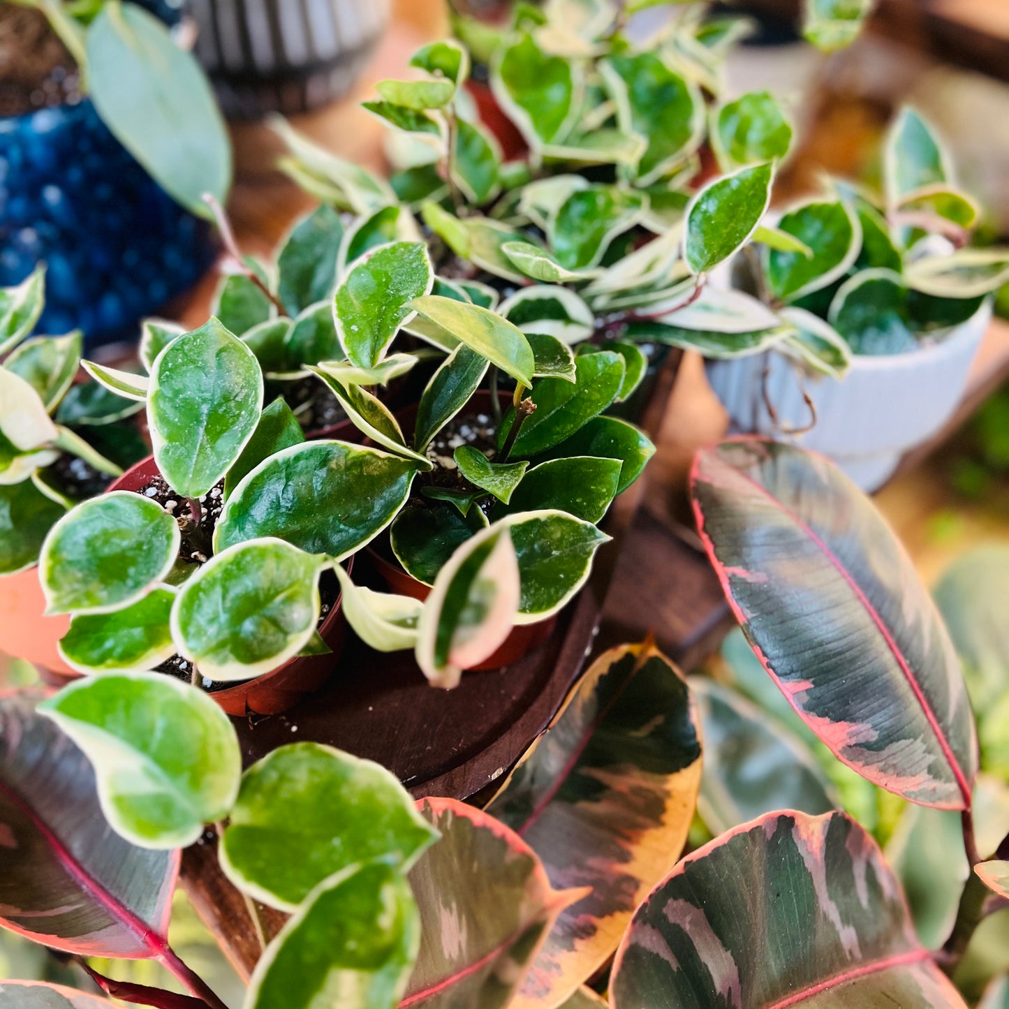 Hoya Carnosa ‘Snowball’ Albomarginata