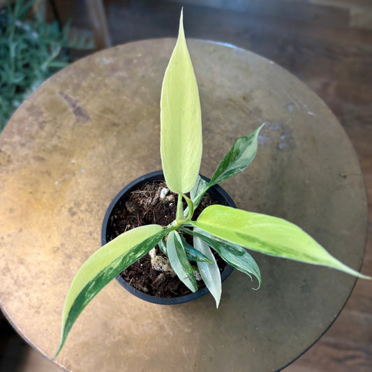 Philodendron 'Florida Beauty' X 'Tortum' (Rare)