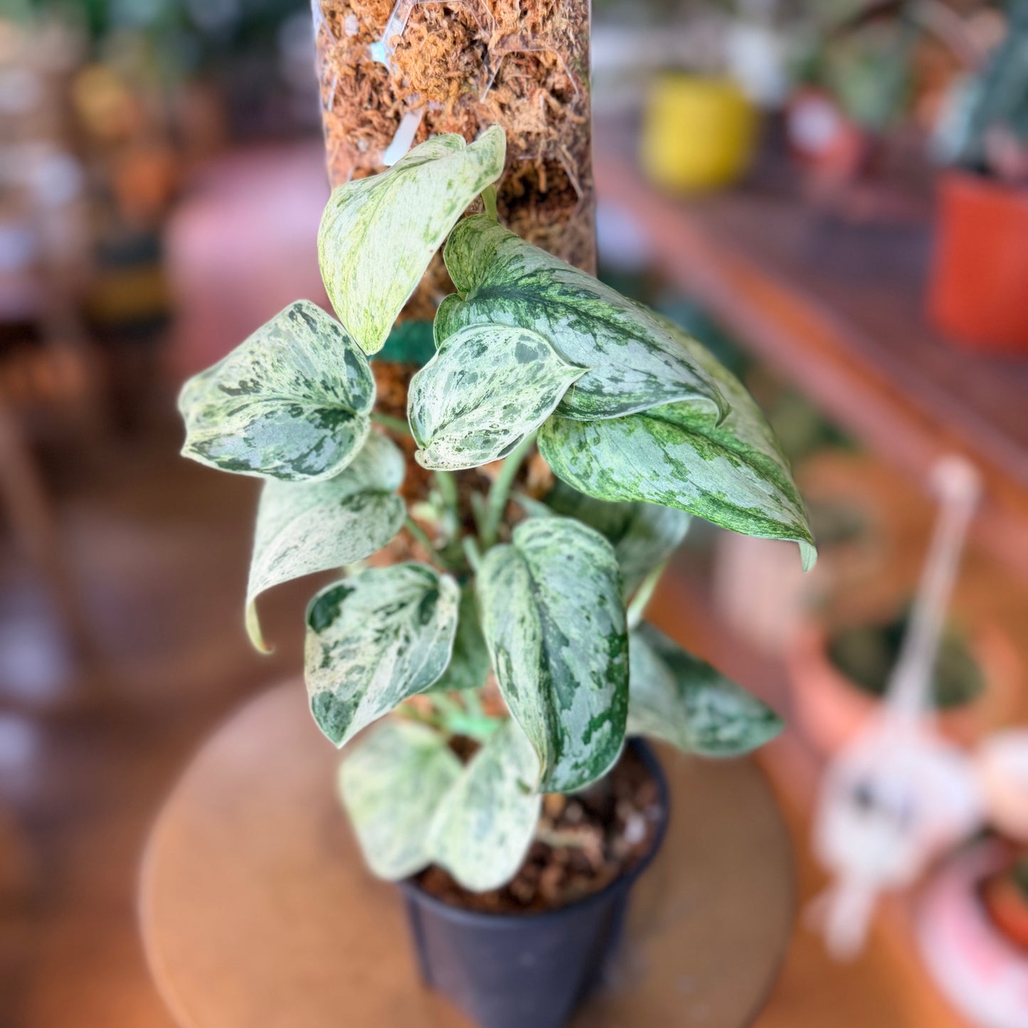 Scindapsus 'Peasun' w/Pole