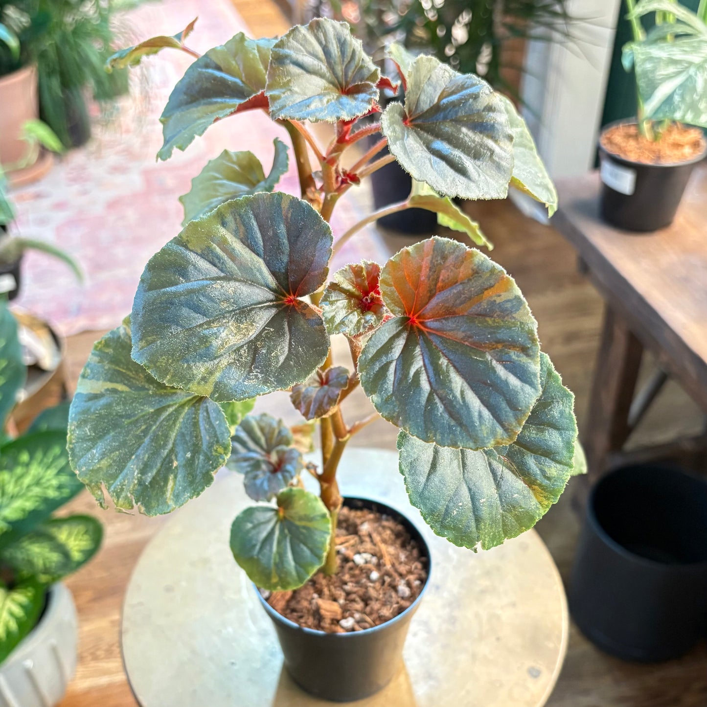 Begonia 'Cucullata' (Variegated)