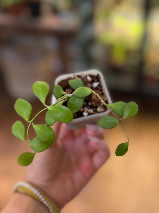 Hoya Panchoi