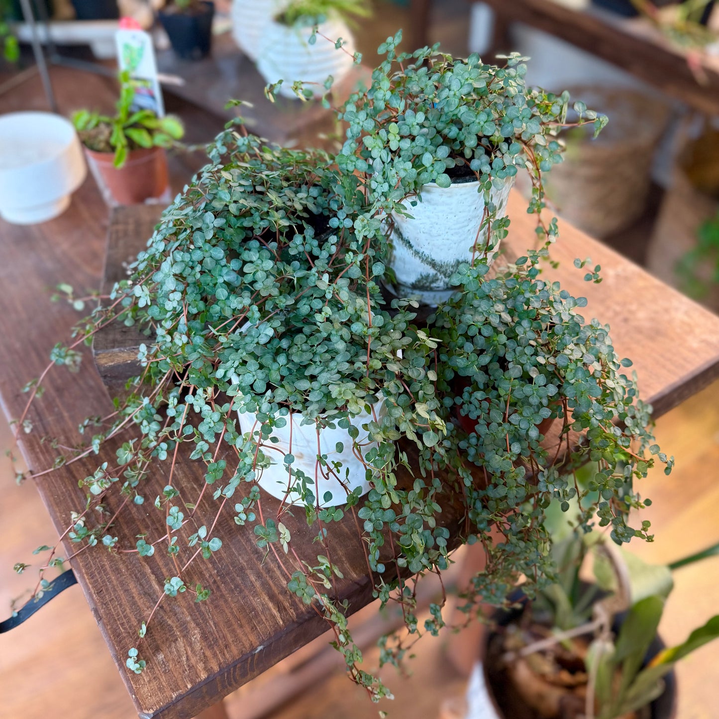Aquamarine Glauca Pilea Baby Tears