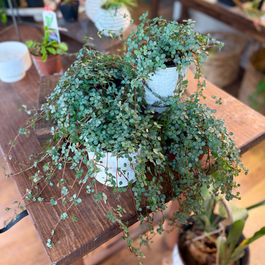 Aquamarine Glauca Pilea Baby Tears