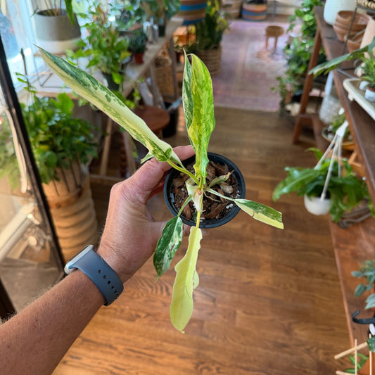 Philodendron 'Florida Beauty' X 'Tortum' (Rare)