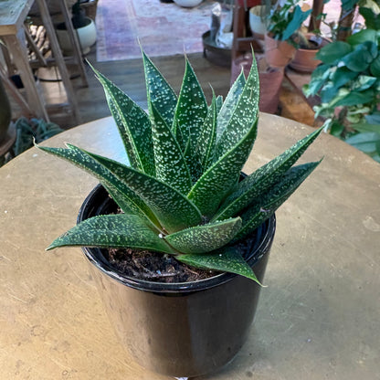 2” Succulents In Pots