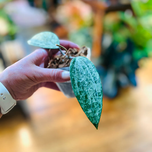 Hoya Latifolia Indonesia silver