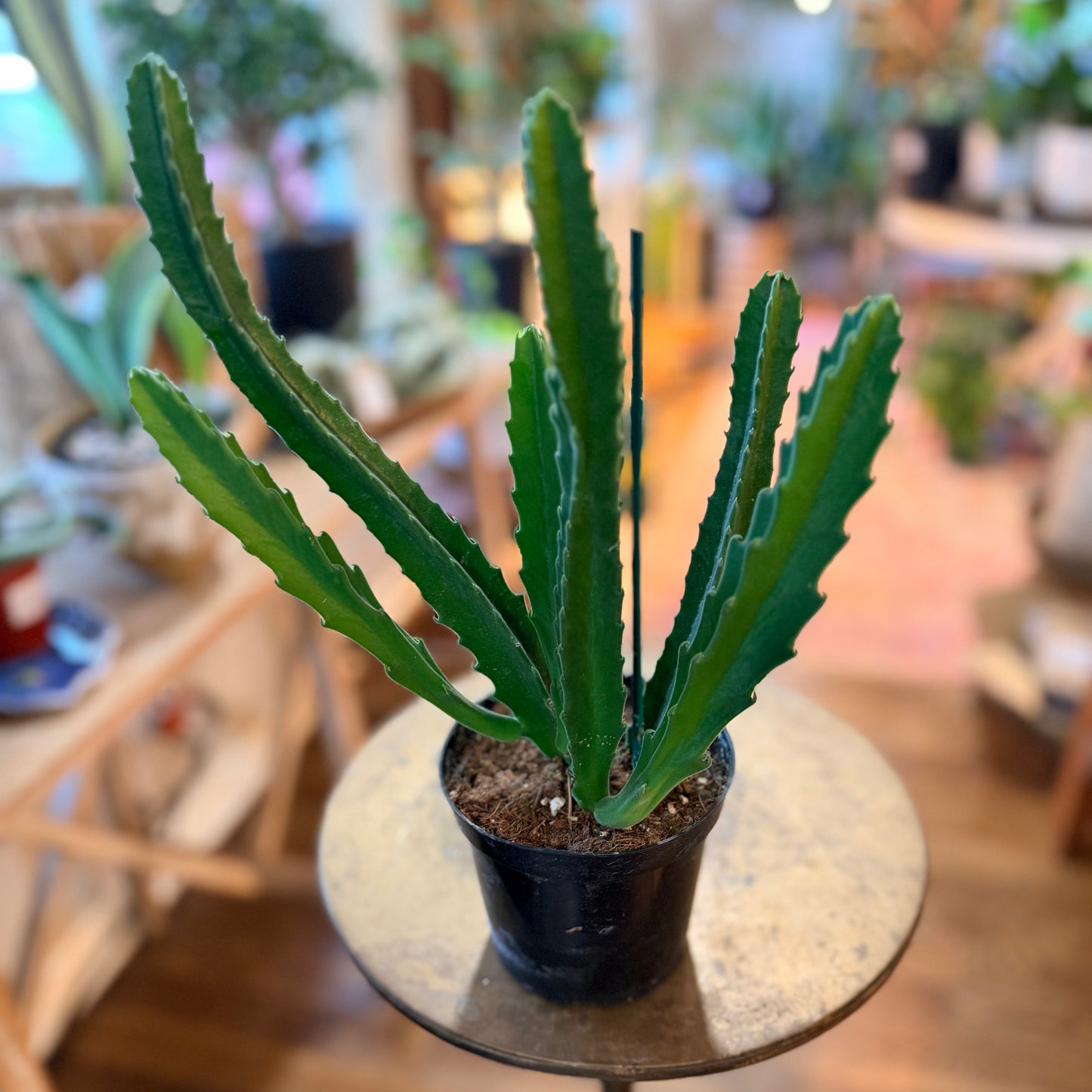 Stapelia Gigantea 'Zulu Giant'