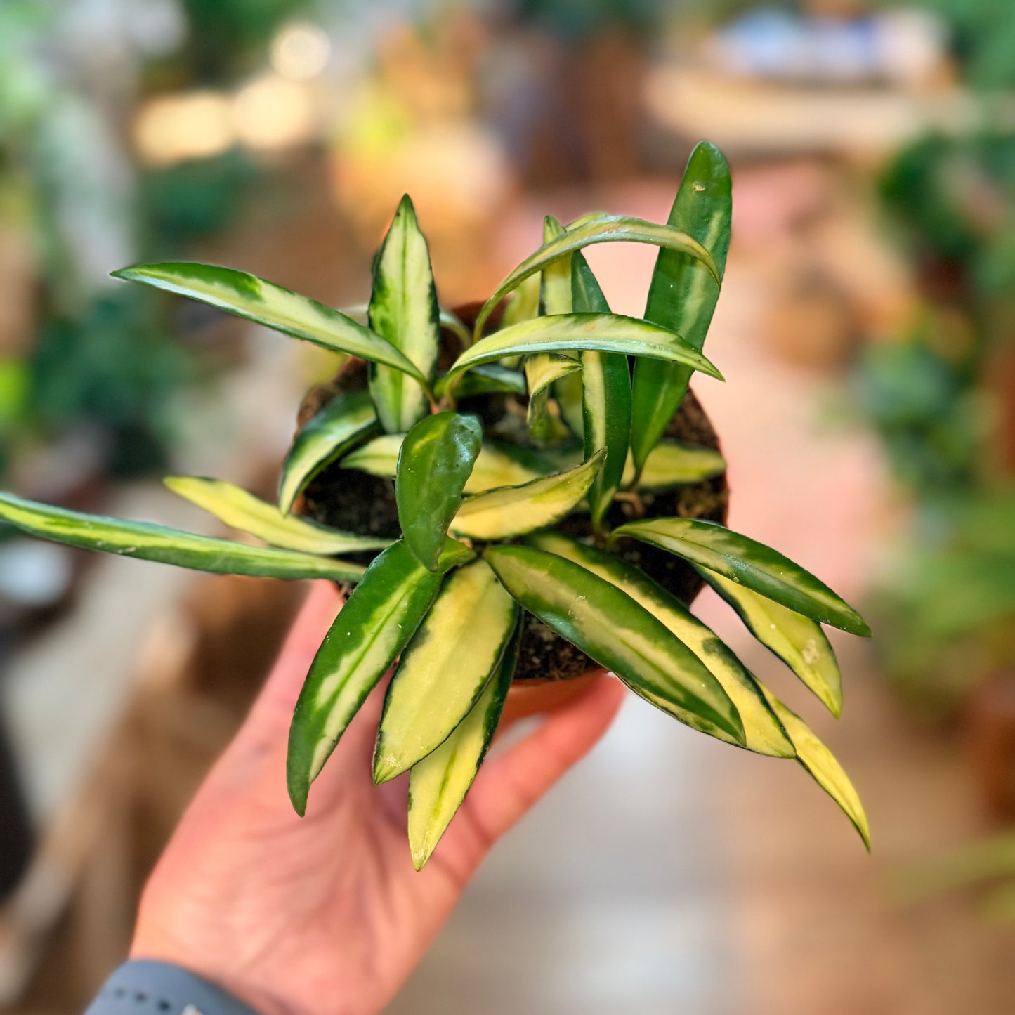 Hoya Kentiana