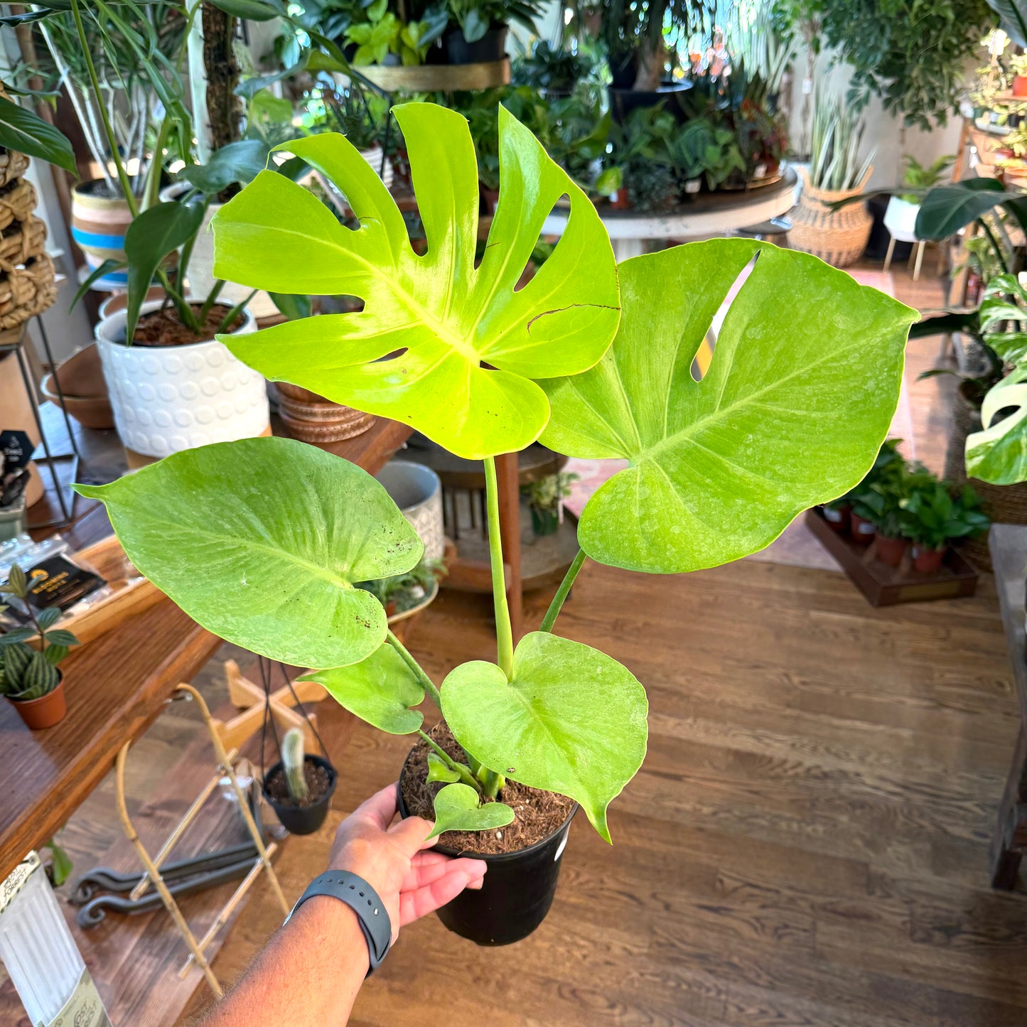 Monstera Deliciosa 'Lemon Lime'