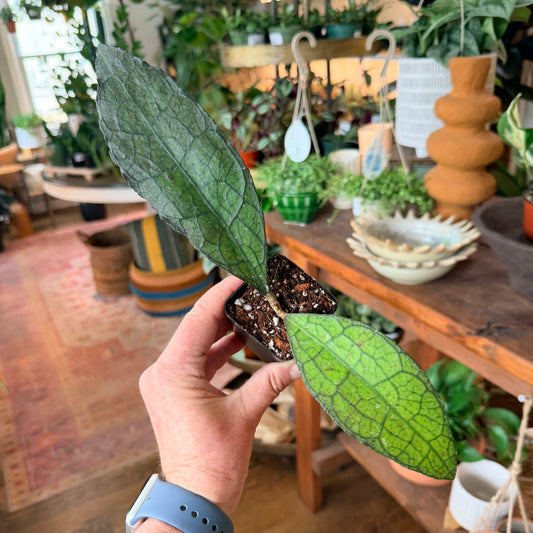 Hoya Clemensiorum Aceh