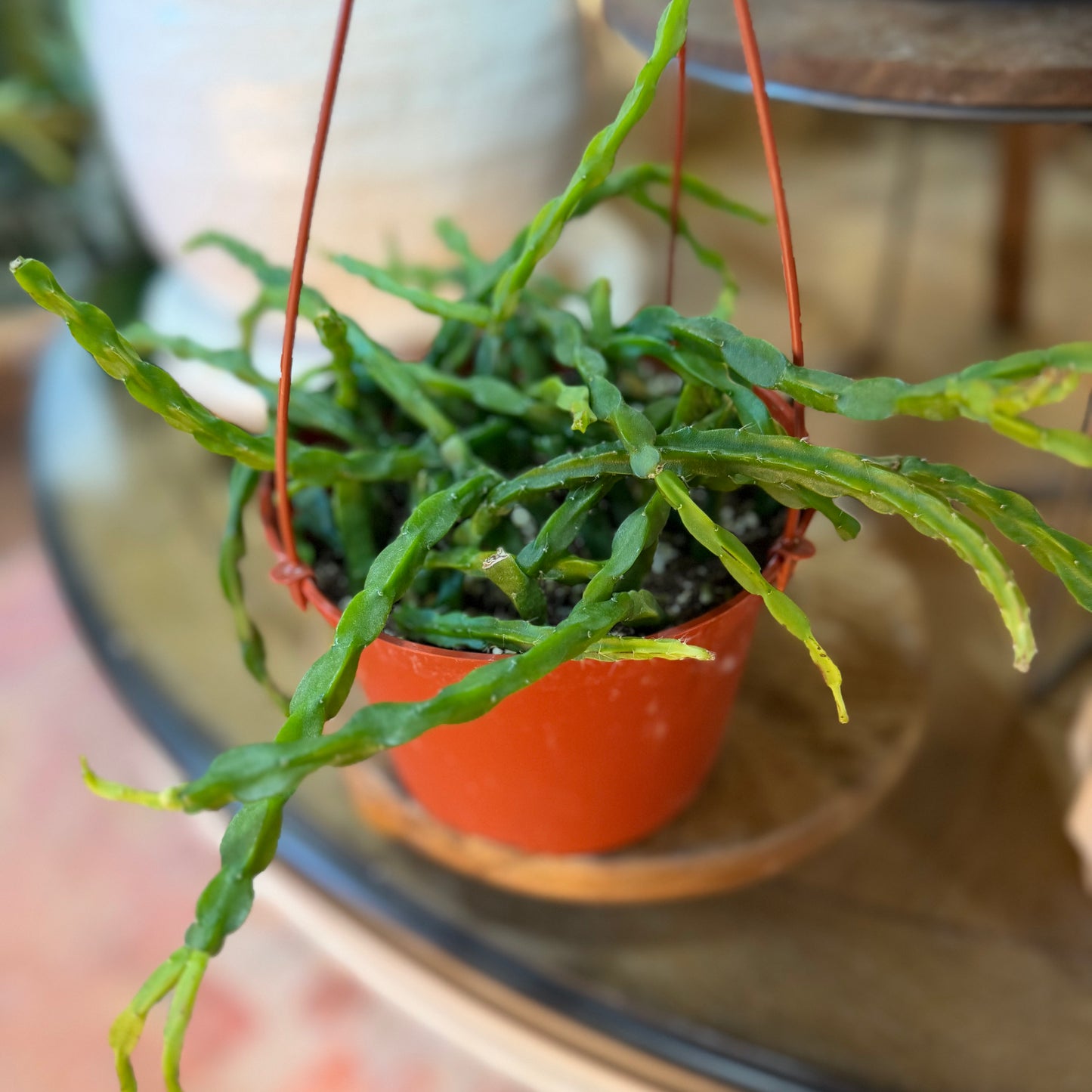 Rhipsalis 'Paradoxa'
