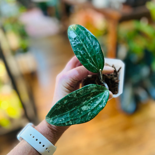 Hoya Latifolia Indonesia silver