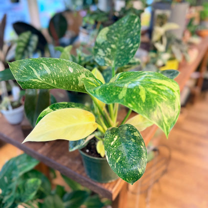Philodendron 'Green Congo - Variegated'