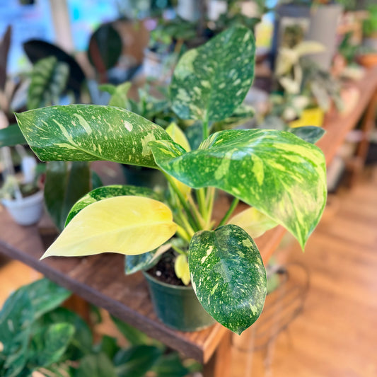 Philodendron 'Green Congo - Variegated'