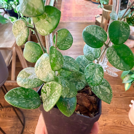 ‘Hoya 'Mathilde' (high Silver Splash)